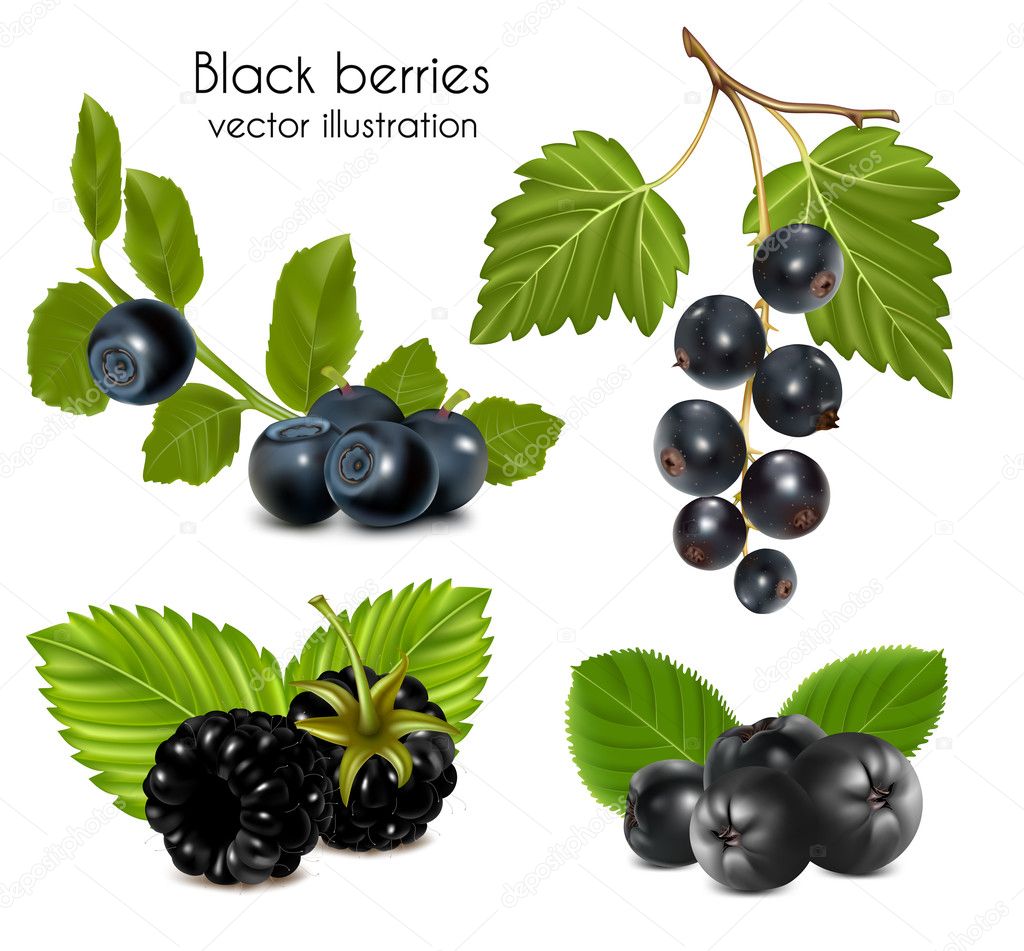Photo-realistic vector illustration. Set of black berries with leaves.