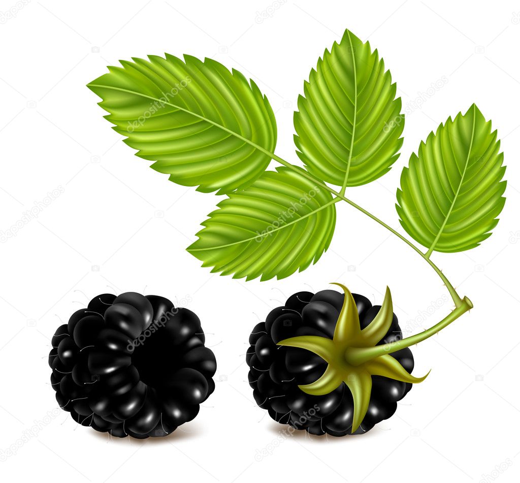 Vector illustration of ripe blackberries (dewberry) with green leaves.