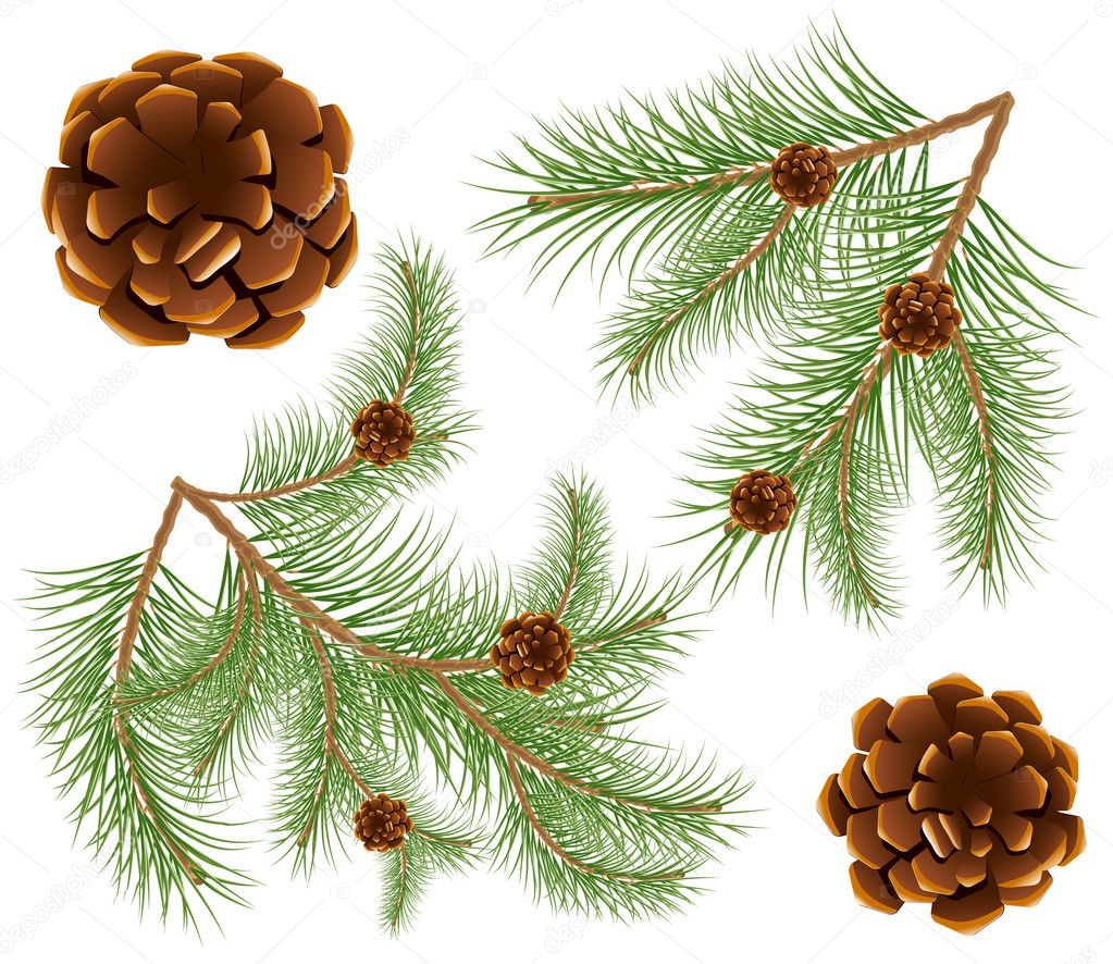 Vector illustration of pine cones with pine needles
