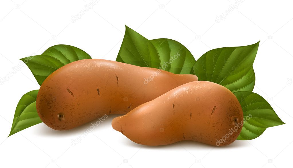Sweet potato with leaves.