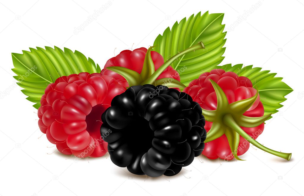 Ripe raspberries and blackberry (dewberry) with green leaves.