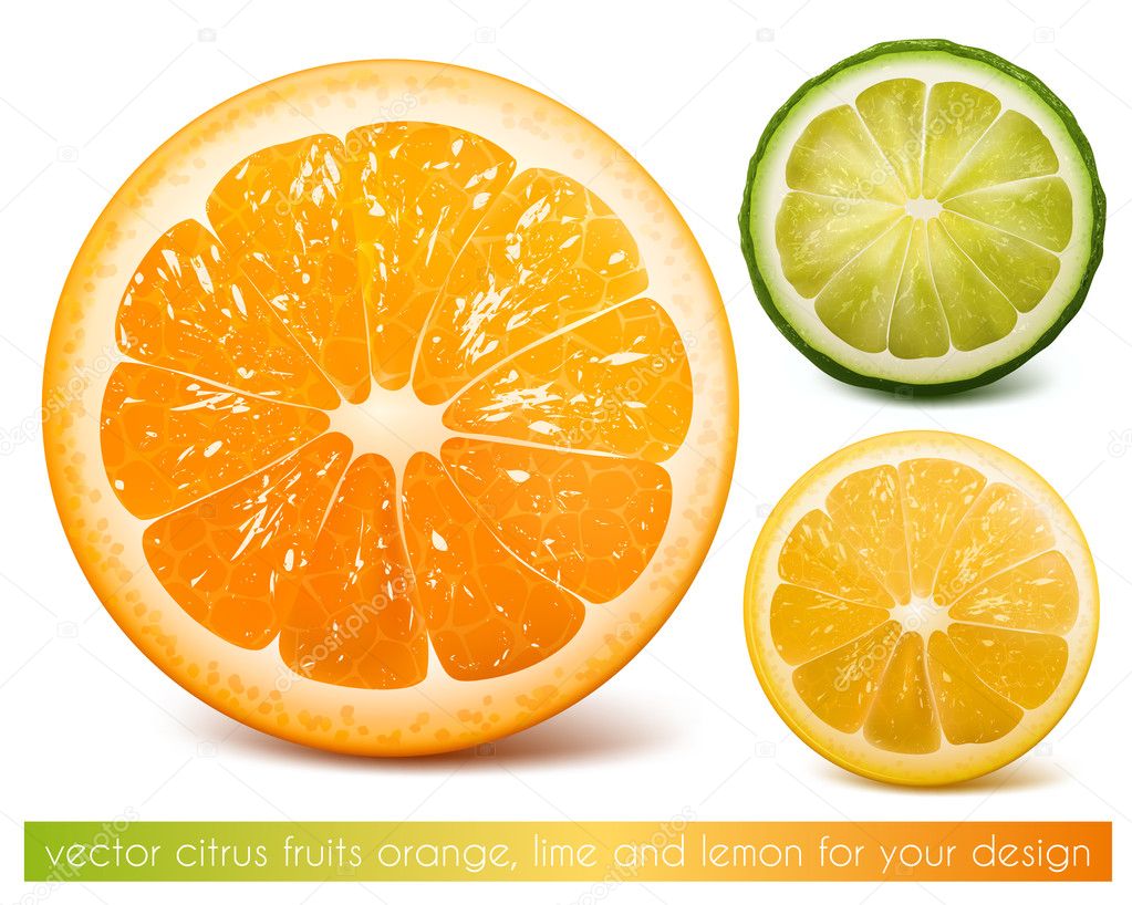 Vector citrus fruits