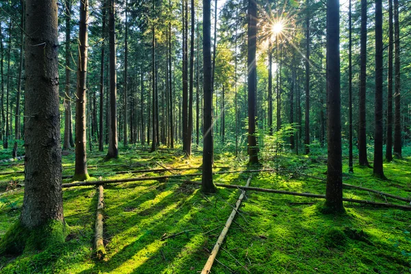 Floresta de conto de fadas - Spruce Woodland natural — Fotografia de Stock