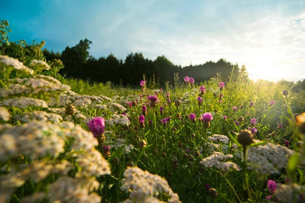 Blomma fältet vid solnedgången — Stockfoto