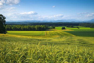 Green Field Landscape, Mountain View clipart