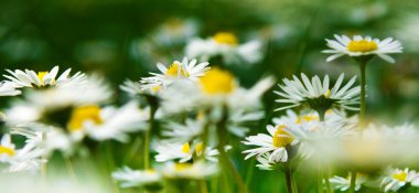 Daisies in Meadow clipart