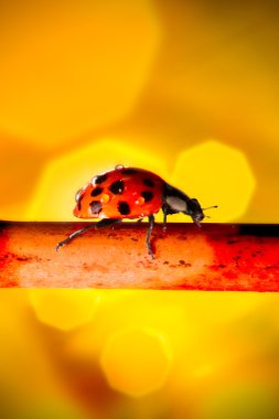 Ladybug in bright Light clipart