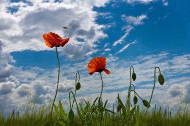 Poppies gökyüzünde