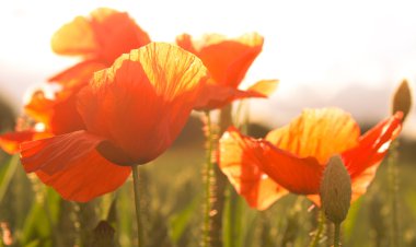 Poppies parlak güneş ışığı altında