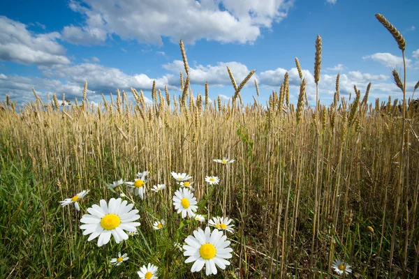 stock image Chamomile on the Edge of Wheat Field