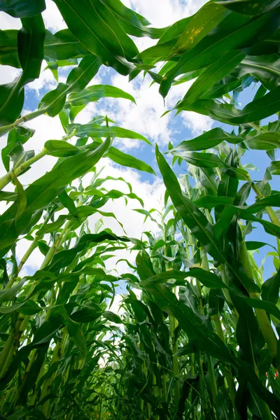 Kukorica Field - belülről — Stock Fotó
