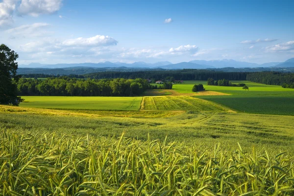 stock image Green Field Landscape, Mountain View