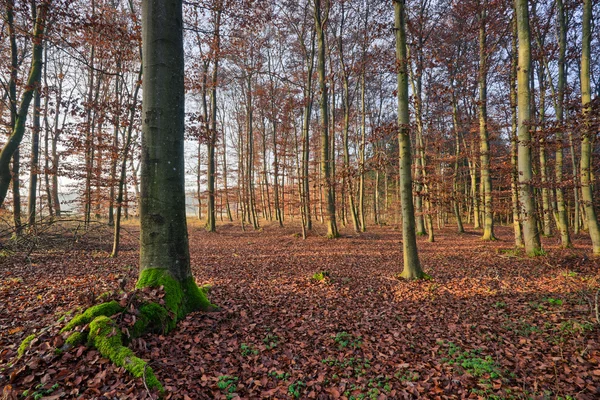 冬のおとぎ話のブナの森林 — ストック写真