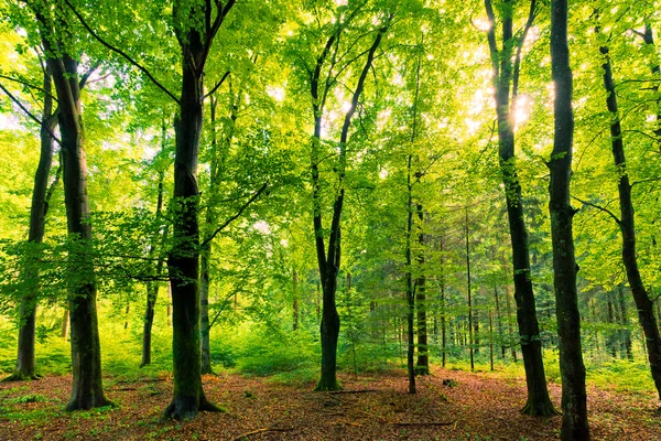 Sunburst em Fairytale Beech Forest — Fotografia de Stock