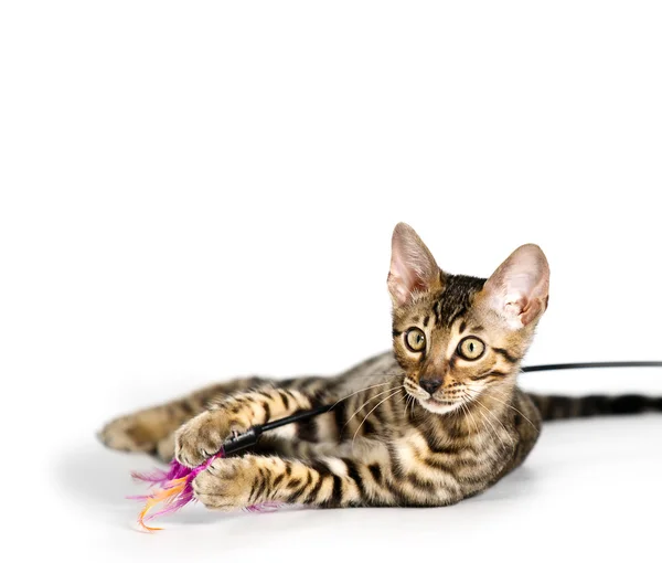 Bengala gatinho jogando — Fotografia de Stock