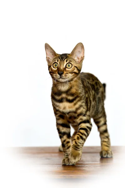 ベンガル子猫 — ストック写真
