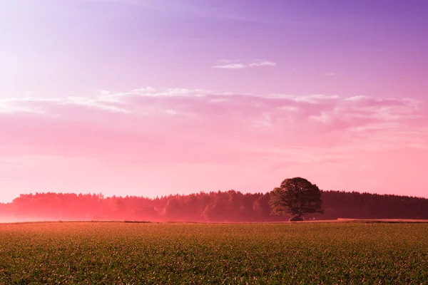 Bonbonfarbener Sonnenaufgang — Stockfoto