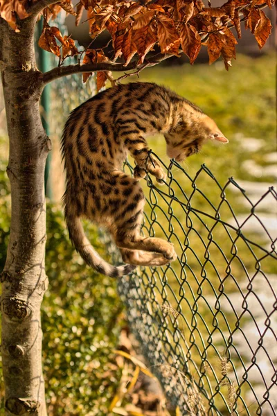 stock image Breakout - Kitten climbing on Fence