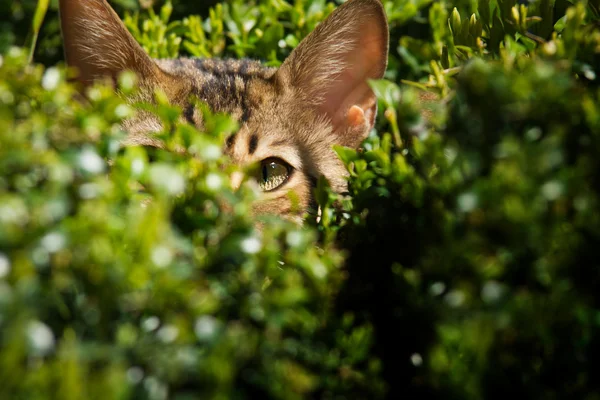 Macska bujkál -ban bokor — Stock Fotó