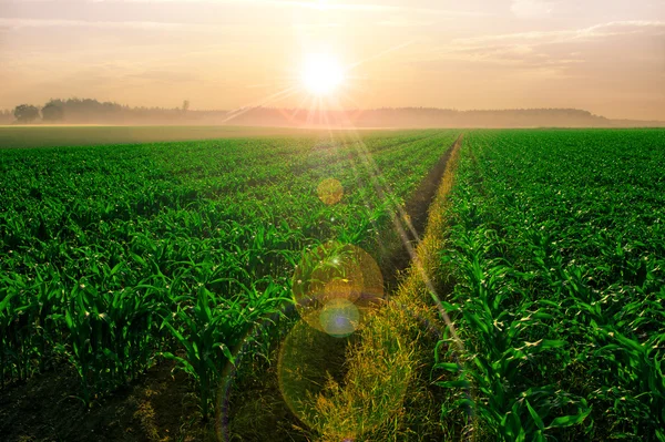 Campo de maíz al amanecer — Foto de Stock