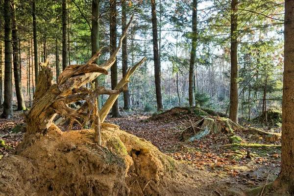 在自然森林的腐朽三通树桩。 — 图库照片