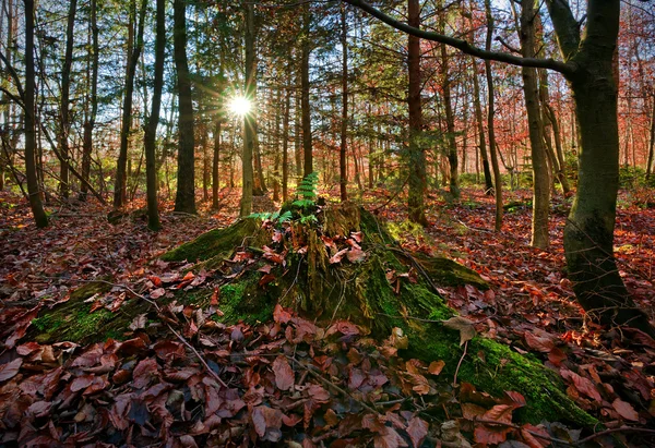 Decomposição Tee Stump na floresta natural — Fotografia de Stock