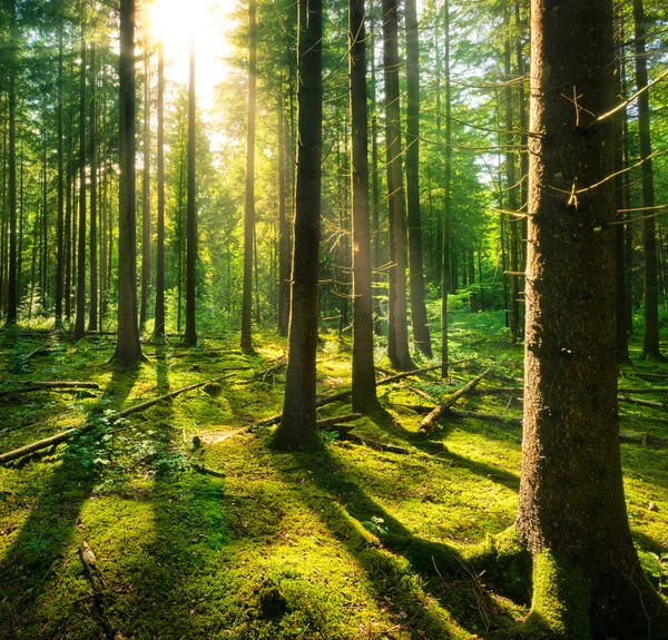 Coup de soleil dans la forêt de contes de fées — Photo