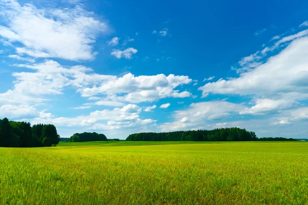 Groen veld landschap — Stockfoto