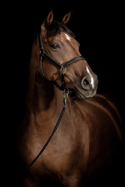 Portrait de cheval — Photo