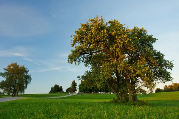 Wilde Apfelbäume - Malus sylvestris — Stockfoto