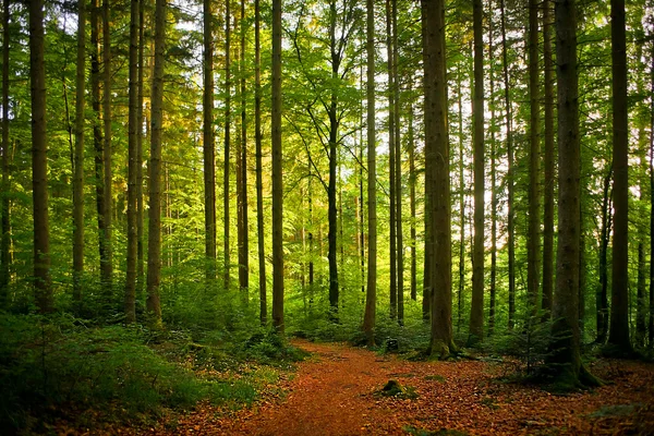 Natuurlijke Beierse bos — Stockfoto
