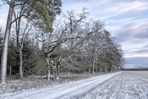 Bosweg in de winter — Stockfoto