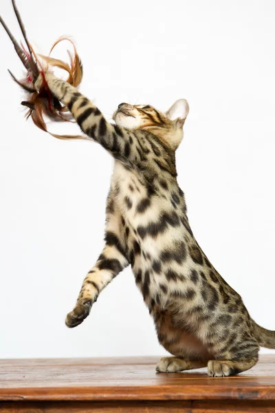 Bengalski kociak gra — Zdjęcie stockowe