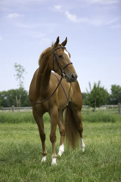 Квартальная лошадь — стоковое фото