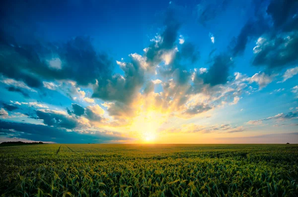 Sommersonnenuntergang auf den Feldern — Stockfoto