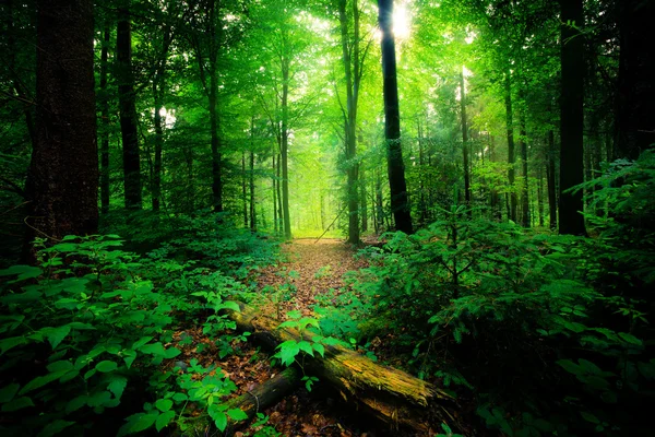 Сказочный лес — стоковое фото