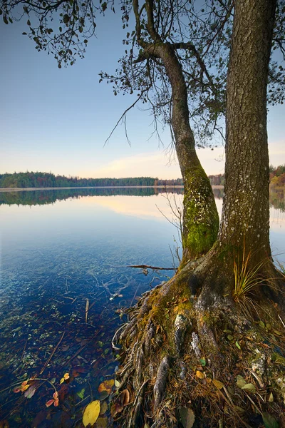 Göl kıyısındaki ağacı — Stok fotoğraf