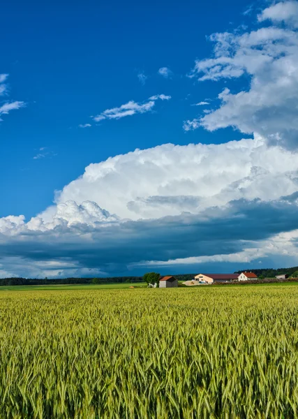 Зеленая поляна - Фармленд — стоковое фото