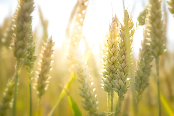 Günbatımı olgun buğday — Stok fotoğraf