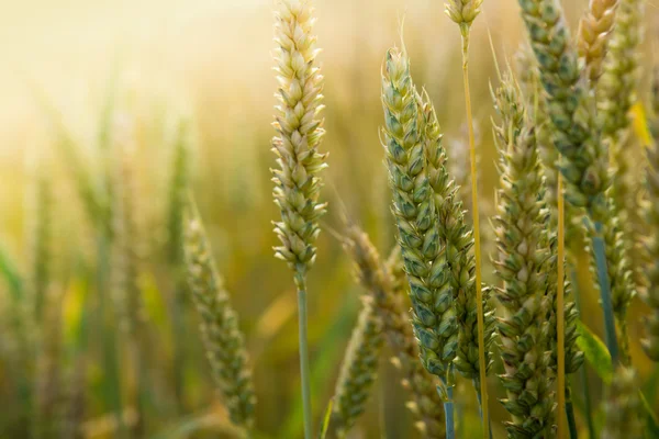 麦畑をクローズ アップ — ストック写真