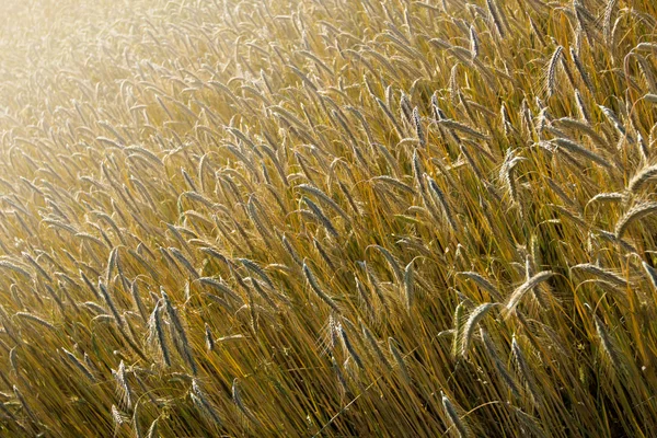 Moget korn fältet — Stockfoto