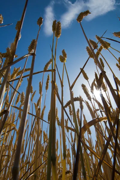 Olgun buğday düşük pov — Stok fotoğraf