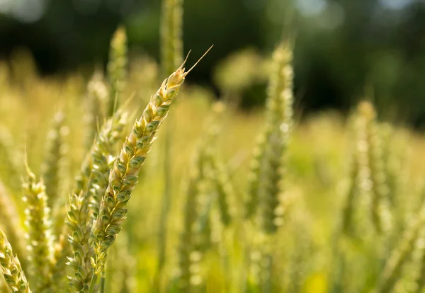 Olgun buğday — Stok fotoğraf