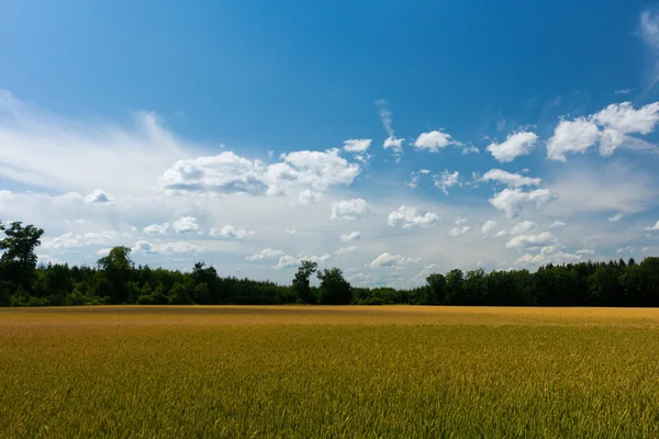 畑と青い空 — ストック写真