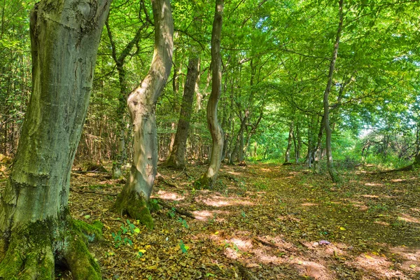 森林-童话森林中的路径 — 图库照片