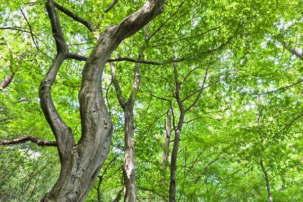 stock image Looking Up - bizarre Tree