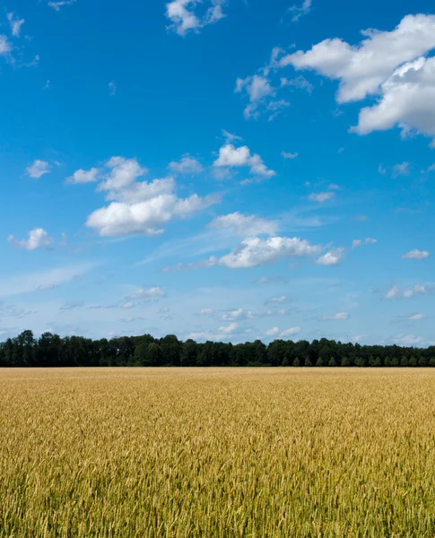 Búza mező és kék ég — Stock Fotó