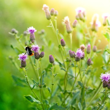 Bumblebee on Thistles