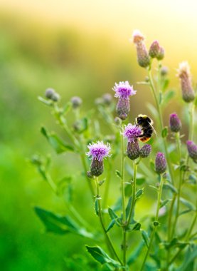 Bumblebee on Thistle Flowers clipart