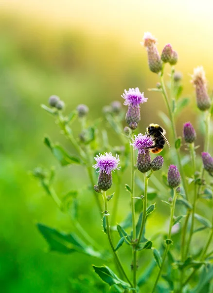 Bumblebee στα άνθη γαϊδουράγκαθου — Φωτογραφία Αρχείου
